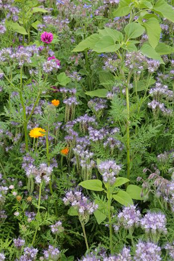 Øko-Blomsterbl. flerårig, delvis øko 1kg
